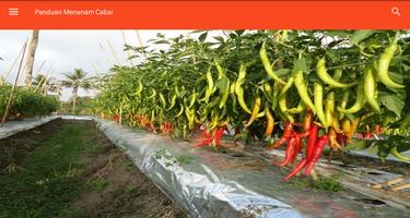 Guide to Planting Chili capture d'écran 1