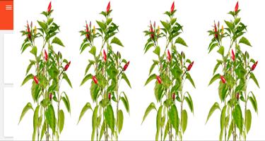 Guide to Planting Chili স্ক্রিনশট 2