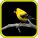 Guide to Caring for Birds APK