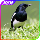 Panduan Merawat Burung Kacer آئیکن