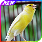 آیکون‌ Panduan Merawat Burung Kenari