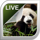 Panda Fond d&#39;Ecran icon