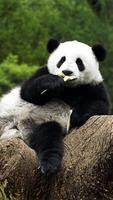 Panda Live Wallpaper পোস্টার