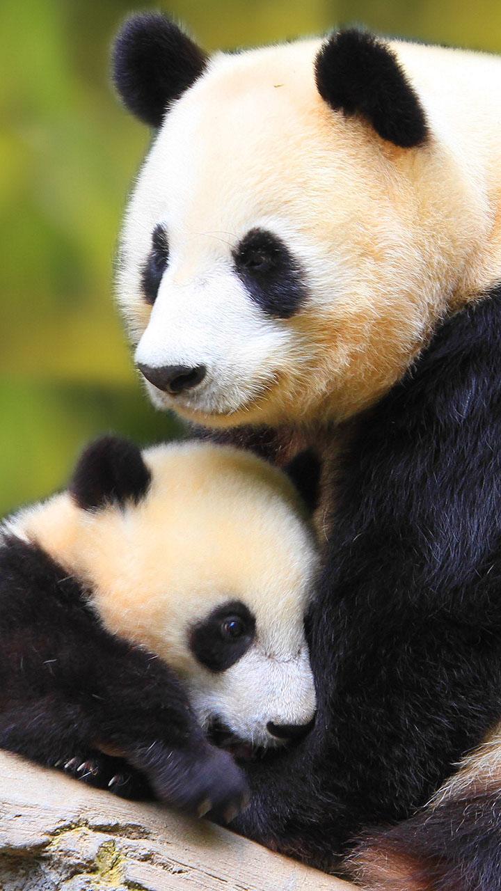 Panda Live Wallpaper For Android APK Download