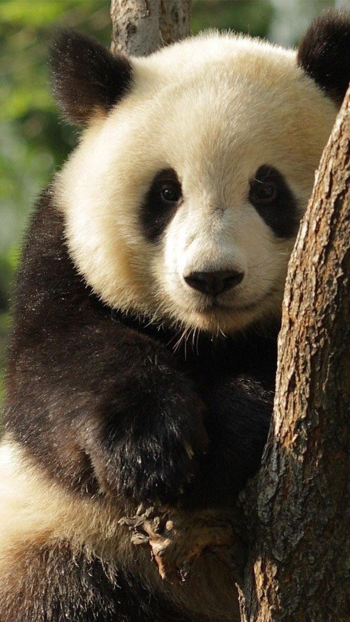 Живые панды в россии. Большая Панда. Панда Живая. Панда вживую. Картинки панды милые.