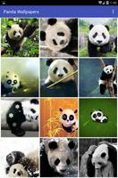 Panda Wallpapers penulis hantaran