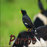 Parrot