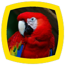 Parrot Sounds APK