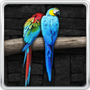 Parrot Live Wallpaper APK