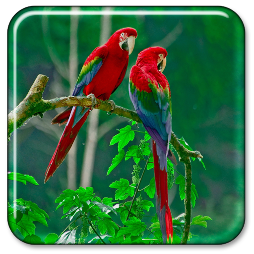 Parrot Live Wallpaper