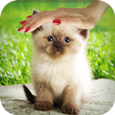 Pat a Kitten APK