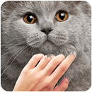 Pat the Cuty Cat APK