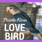 Pecinta Love Bird 2017 icône