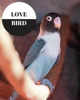 Pecinta Love Bird 2017 Affiche