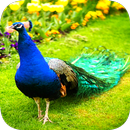 Peacock Wallpaper aplikacja