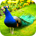 Peacock Wallpaper icon