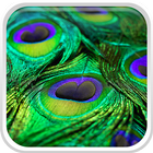 Peacock Feathers Live Wallpaper ไอคอน