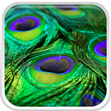 Peacock Feathers Live Wallpaper icône