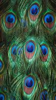 Peacock Feathers Live Wallpaper โปสเตอร์