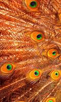 Peacock Feathers Live Wallpaper ภาพหน้าจอ 1
