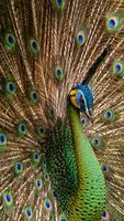 Peacock Feathers Live Wallpaper ภาพหน้าจอ 2