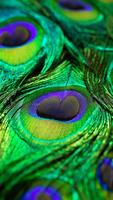 Peacock Feathers Live Wallpaper ภาพหน้าจอ 3