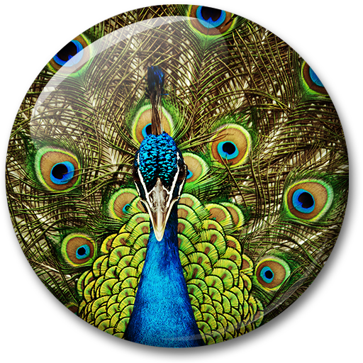Peacock Live Wallpaper