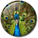 Peacock Live Wallpaper APK