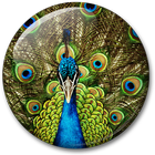 Peacock Live Wallpaper icône
