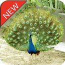 Peacock Wallpaper HD APK