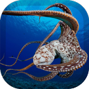 APK Octopus Wallpaper