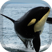 Orca Wallpaper