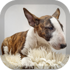 Bull Terrier Wallpaper icône