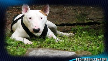 Bull Terrier Wallpaper Affiche