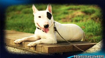 Bull Terrier Wallpaper capture d'écran 1