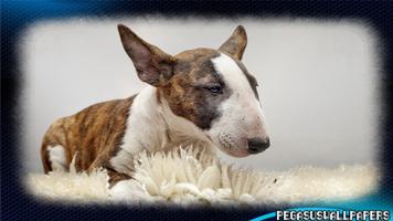 Bull Terrier Wallpaper capture d'écran 2