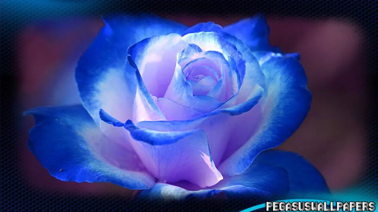 Tải xuống APK Blue Roses Pack 2 Wallpaper cho Android