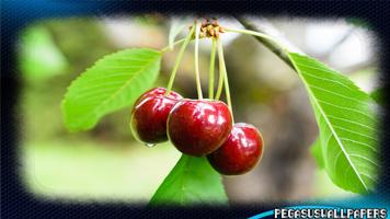 Cherry Wallpaper Affiche