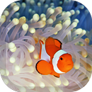 Clownfish Wallpaper APK