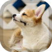 ”Corgi Wallpaper