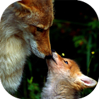 Fox Pack 2 Wallpaper 圖標