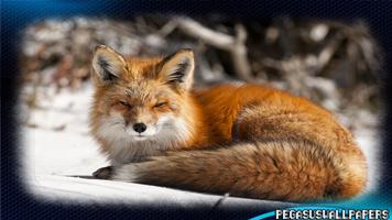 Fox Pack 2 Wallpaper 海報