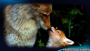 Fox Pack 2 Wallpaper 截圖 2