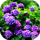 Hydrangea Wallpaper APK