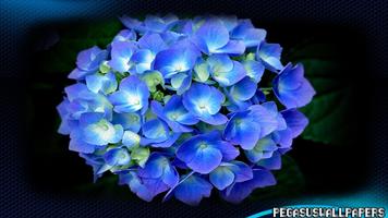 Hydrangea Wallpaper poster