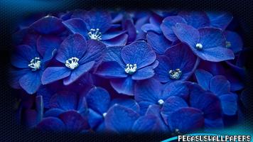Hydrangea Wallpaper screenshot 1