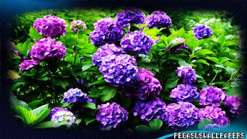 Hydrangea Wallpaper screenshot 2