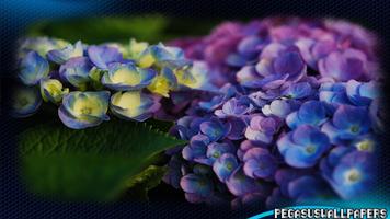 Hydrangea Wallpaper screenshot 3