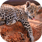 Jaguar Wallpaper آئیکن