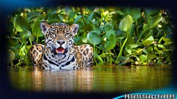 Jaguar Wallpaper پوسٹر